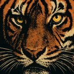 Rocky Eye of the Tiger