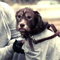 Punchy the Dog in Rocky Balboa